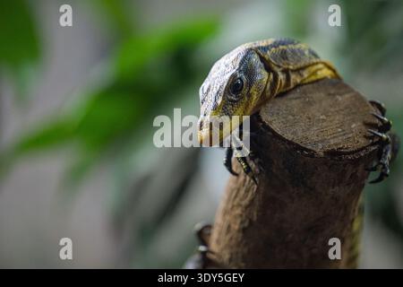 Yellow and black monitor lizard resting on branch Stock Photo
