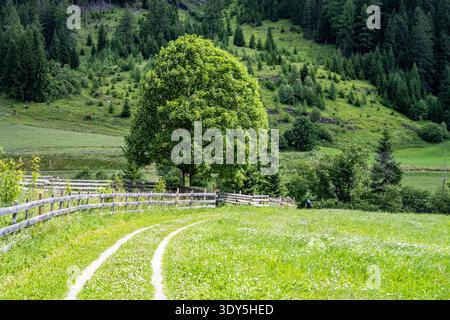 A winding path leads through a lush green meadow in the Austrian Alps. The vibrant landscape features a large tree and towering mountains, creating a tranquil rural setting. Stock Photo