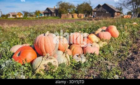 Harvest ready pumpkins resting on rural ground, farmland stretching behind orange gourds Stock Photo