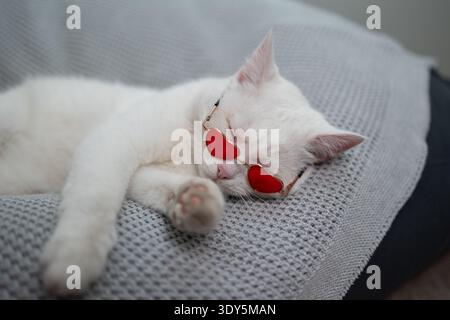 A cute and fluffy white cat wearing charming heart-shaped sunglasses is peacefully napping on a cozy blanket celebrating Valentine's Day. Stock Photo