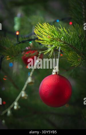 Christmas and New Year. A large frosted red ball hangs on a green pine branch. Blurred background. Stock Photo