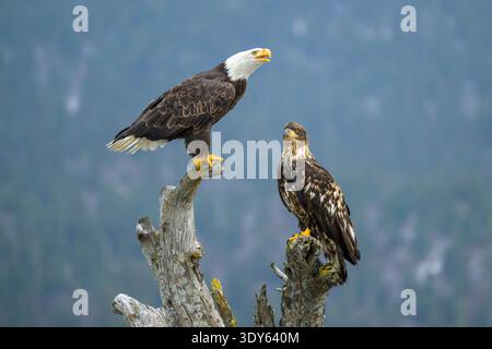 Adult Bald Eagle Calling Beside Juvenile Stock Photo