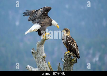 Adult and Juvenile Bald Eagles on Driftwood Stock Photo
