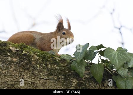 A squirrel (Sciurus vulgaris) sitting on a mossy branch overgrown with ivy, Hesse, Germany Stock Photo