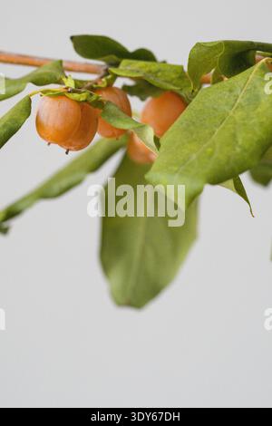 Branch with Mini Persimmon Fruits on White Background Stock Photo
