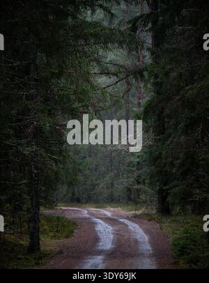 Wet forest road disappearing into dark pine woodland Stock Photo