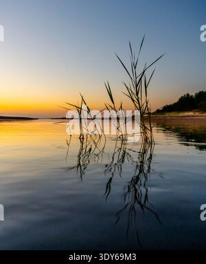Reed silhouettes reflected in calm water at sunset, minimal background Stock Photo