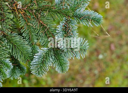 Close up of green pine needles and foliage on tree in winter, UK Stock Photo