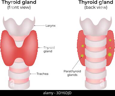Thyroid Gland Anatomy Diagram Front and Back View with Parathyroid Glands Medical Vector Illustration. Stock Vector
