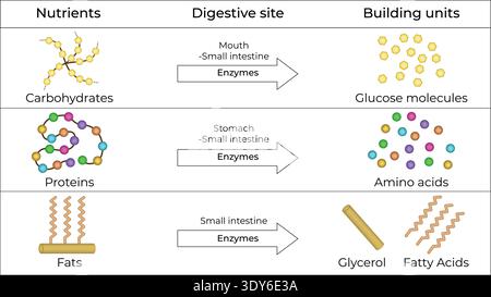 Nutrient Digestion Breakdown of Carbohydrates, Proteins, and Fats Stock Vector