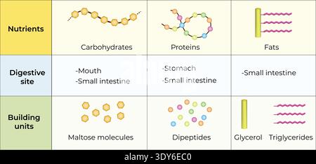 Macronutrient Digestion Sites and Building Blocks Stock Vector