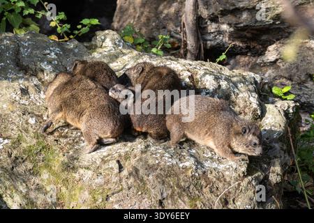 Rock hyrax, Procavia capensis. Lake Naivasha, Kenya, Africa Stock Photo