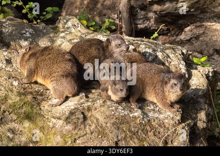 Rock hyrax, Procavia capensis. Lake Naivasha, Kenya, Africa Stock Photo