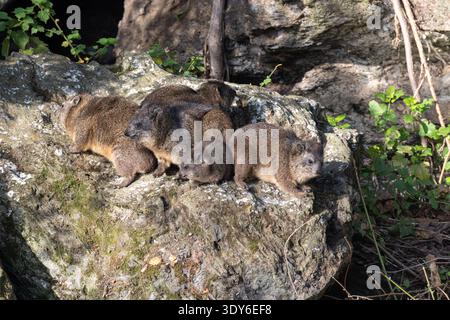 Rock hyrax, Procavia capensis. Lake Naivasha, Kenya, Africa Stock Photo
