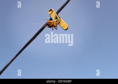 The spider is an ordinary spider sitting on a clothespin. Background Screensaver Cover Stock Photo