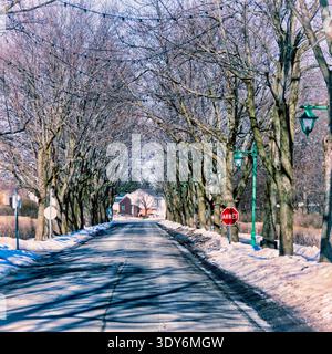Tree-lined driveway Stock Photo