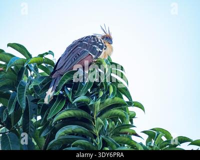 Hoatzin resting on tree branches in Pacaya Samiria Preserve in Peru with lush green leaves in the background Stock Photo