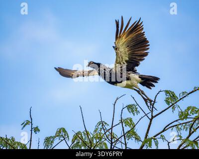 Horned screamer in flight over the tree branches in Pacaya Samiria Preserve, Peru Stock Photo