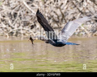 Neotropic cormorant catches fish while flying above the water in Pacaya Samiria Preserve in Peru Stock Photo