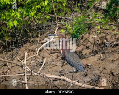 Rufescent tiger heron stands on tree branch in a preserve known for diverse wildlife in Peru's Loreto region Stock Photo