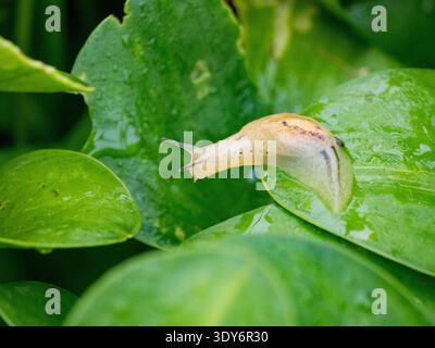 Adult amber snail on a leaf in the Pacaya Samiria Preserve during daylight hours in Peru Stock Photo