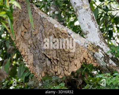 Cecropia ant nest built by Azteca ants on a tree in the Amazon rainforest during daytime in Peru Stock Photo