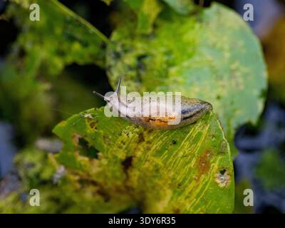 Adult amber snail rests on a leaf during the day in the Pacaya Samiria Preserve in Peru Stock Photo