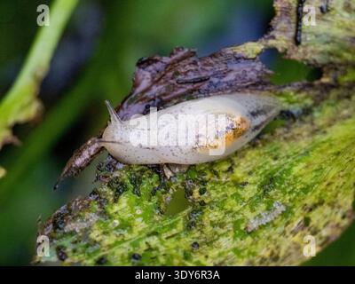 Adult amber snail on a leaf in the daytime inside the Pacaya Samiria Preserve in Peru with focus on its natural habitat Stock Photo