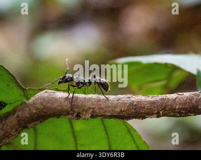 Bullet ant walking on a tree branch in daytime within the Pacaya Samiria Preserve in Peru's Loreto region Stock Photo