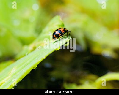 Adult spotted pink lady beetle crawls on a leaf in the undergrowth of the Pacaya Samiria Preserve Peru Stock Photo
