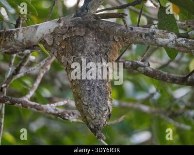 Cecropia ant nest on tree during daytime in Pacaya Samiria Preserve, Peru Stock Photo