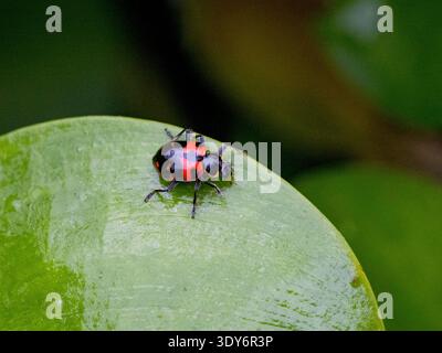 Painted ladybug Coleomegilla occulta rests on a leaf in the undergrowth of the Pacaya Samiria Preserve in Peru Stock Photo