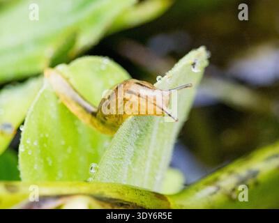 Slug of genus Stylommatophora on a leaf in Pacaya Samiria Preserve in Loreto, Peru Stock Photo
