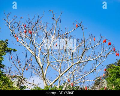 Munguba tree stands in the Pacaya Samiria Preserve with bright red fruit against the blue sky in Peru Stock Photo
