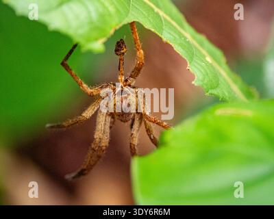 Adult Phoneutria boliviensis spider hanging from its web in the jungle of Pacaya Samiria Preserve located in Peru Stock Photo