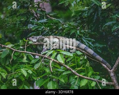 Green iguana basking on a tree branch in the rainforest of Pacaya Samiria Preserve in Peru Stock Photo
