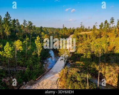 Old road passes through Mountain Pine Ridge Forest Reserve in Cayo District, Belize surrounded by trees and sunlight Stock Photo
