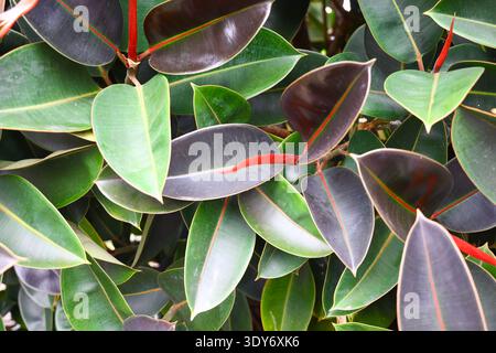 Close‑up of Ficus elastica foliage with glossy green and reddish variegated leaves, illustrating natural plant structure, growth patterns and the aest Stock Photo
