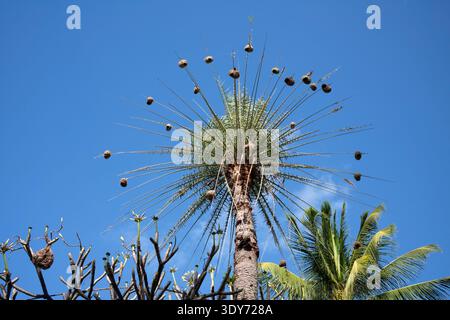Numerous Weaver Bird nests hang from a stripped palm tree in Mauritius Stock Photo
