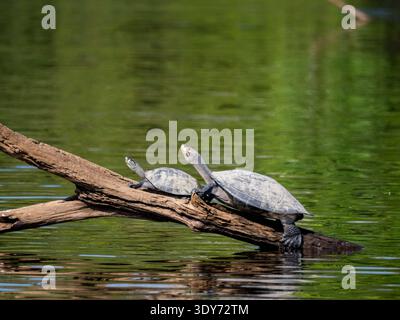 Yellow-spotted river turtles basking on a log in direct sunlight near water in Peru during warm weather Stock Photo
