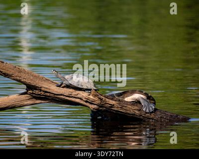 Yellow-spotted river turtles bask in the sun on a log in Peru's river habitat during the day Stock Photo