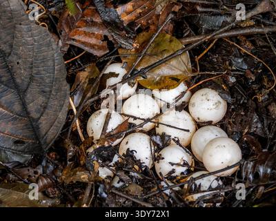 Clutch of Amazonian mata mata turtle eggs found on Tierra Firma in Peru during nesting season Stock Photo