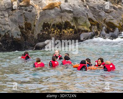 Tourists interact with curious South American sea lions near the shores of Peru during a memorable wildlife experience Stock Photo