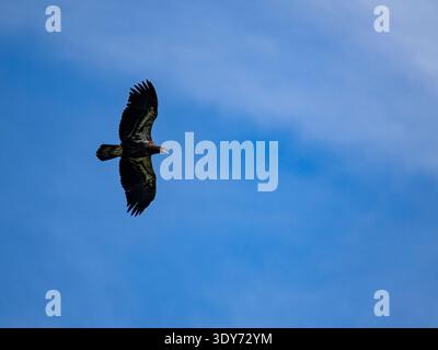 Juvenile bald eagle takes flight over Hall Bay in Atka Island, Alaska during daytime Stock Photo
