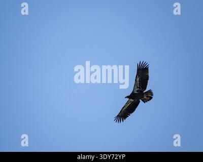 Juvenile bald eagle takes flight in Hall Bay, showcasing its wings in Alaska and highlighting its skills in the sky Stock Photo