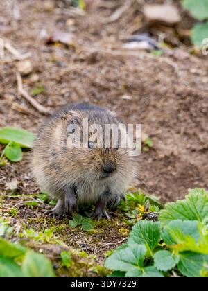 Insular vole foraging on Saint Mathew Island in the Bering Sea during springtime in Alaska Stock Photo
