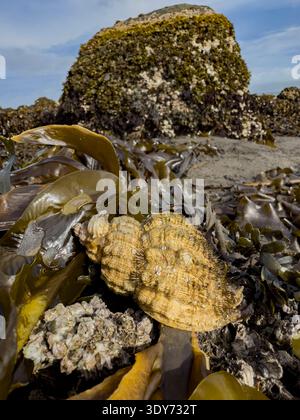 Oregon hairy triton snail found in seaweed along the coast of Alaska in natural habitat near rocky shore Stock Photo