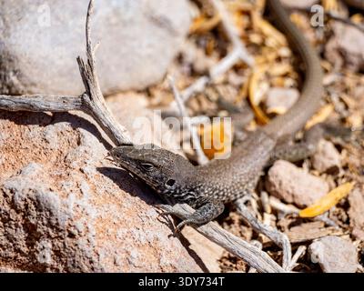 Tiger whiptail lizard Cnemidophorus tigris estebanensis resting on stones in natural habitat of Isla San Esteban Baja California Mexico Stock Photo