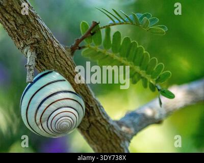 Satsuma batanica snail clinging to a tree branch on Komodo Island in Indonesia during daylight hours Stock Photo