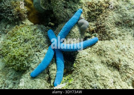 Blue linckia star rests on reef floor in underwater scene at Misool in Papua, Indonesia Stock Photo
